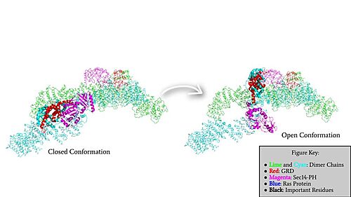 Rotation of the GRD and Sec14-PH domains from the closed conformation of neurofibromin to the open conformation of neurofibromin to allow Ras binding. The GRD rotates -130° and the Sec14-PH domain rotates -90°