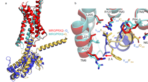 Figure 2a. Overlay of MGPRX2-Gq (red-dark blue) and MGPRX2-Gi (cyan-yellow). Figure 2b. Important residues involved in the interface between MGPRX2 and Gq/ Gi subunits. Arrow pointing to the major difference between the interfaces, which comes from the final C-terminus residue on the G-alpha subunit. In Gq, there is a valine while in Gi, there is a phenylalanine. This pushes the Gi subunit 2Å away from the arginine residue on helix 6 of the transmembrane protein. All other interactions are nearly identical. PDBs: (MRGPRX2-Gq):7s8l and (MRGPRX2-Gi):7s8m