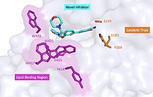 Figure 2 : Docking study on compound 4 bound to BACE1. The coordinates of BACE1 was taken from the crystal structure of 1FKN. The protein is shown in cartoon, while the important residues and ligand 4 are shown in stick model.