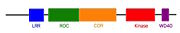 Linear structure of Roco4