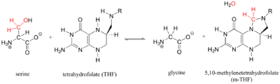 Enzymatic Function of SHMT