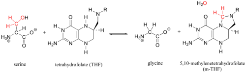 Enzymatic Function of SHMT