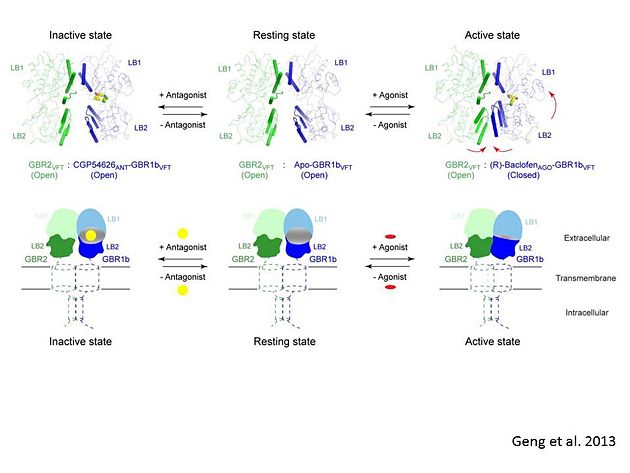 In short, the apo and antagonist-bound structures represent the resting state of the receptor; the agonist-bound complex corresponds to the active state. Both subunits, GBR1 and GBR2 adopt an open conformation at rest, and only GBR1 closes upon agonist-induced receptor activation.