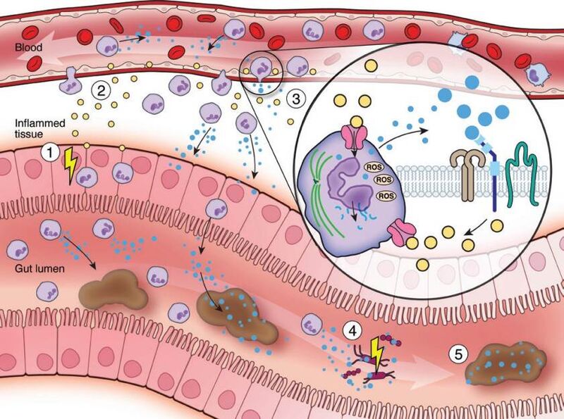 Image:Calprotectin as Biomarker of Inflammation Disease.jpg