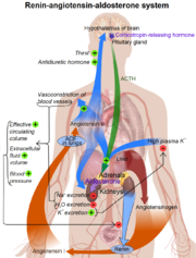Renin-Angiotensin-Aldosterone System