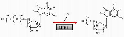 8-oxo-dGTP to 8-oxo-dGMP                                  Modified from: http://aci.cm.umk.pl/~karolb/activity.htm