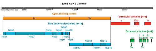 SARS-CoV-2 Protein Organization, from Gordon  et al. & Krogan (2020))