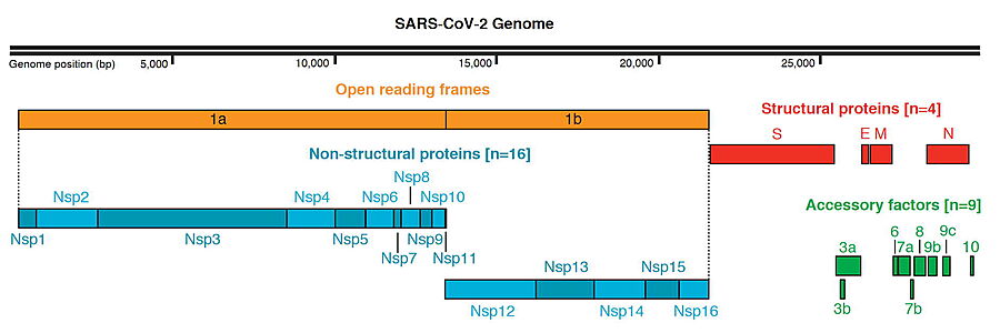 SARS-CoV-2 Protein Organization, from Gordon et al. & Krogan (2020) )