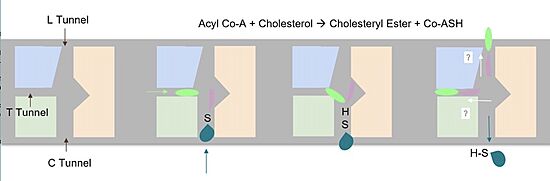 GCN5 Domains.