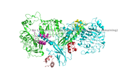Figure 2. An image of the dimer of an active alpha subunit. The light blue and green areas represent the alpha subunit of the insulin receptor. The magenta, light pink, yellow, and red colorings are the four insulin binding sites with insulin bound. PDB: 6PXW.
