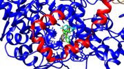 Figure 2: Channel of the cyclooxygenase bound to Viox. Image taken in Chimera from PDB file 5KIR.