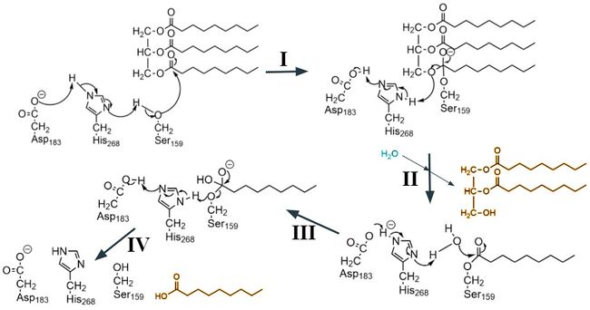 Figure 3. A four step arrow pushing mechanism for the catalysis of a triglyceride. The diglyceride and fatty acid products are highlighted in yellow. The water molecule that makes the second nucleophilic attack is highlighted in blue.