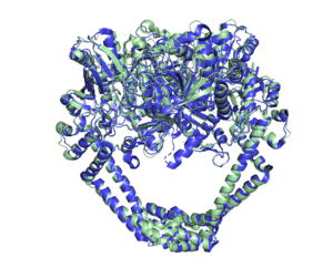 Alignment of gyrase (green) and topo IV (blue) using PyMOL. RMSD = 0.977.