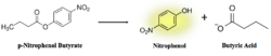 Figure 8: pNPB assay reaction. Nitrophenol is yellow.