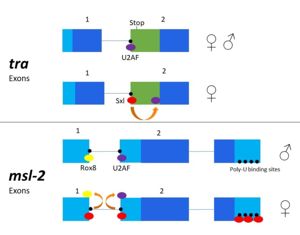Figure 3. 2-dimensional representation of alternative splicing repression by Sxl on the tra and msl-2 genes.