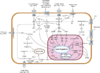 Cell Cycle