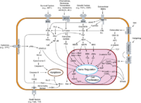 Apoptosis signal pathway