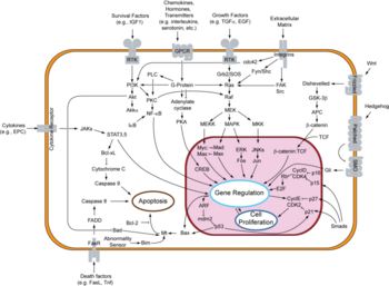 Signal Transduction Pathways Including that of EGFR