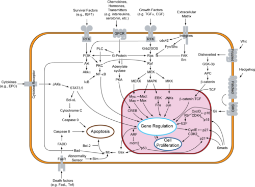 Apoptosis signal pathway