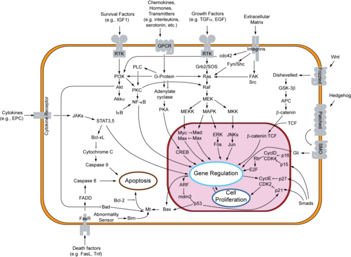 Apoptosis signal pathway