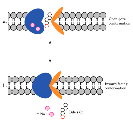 Figure 4. Mechanism of Bile Salt Uptake by NTCP.