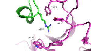 Figure 3. Suggested interaction of α-bungarotoxin in binding pocket of nAChR (simplified figure) [PDB=4HQP]