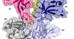 Two pentamers associate forming a channel for the ssDNA to thread through. (PDB: 4HQB) This figure was generated using Pymol.