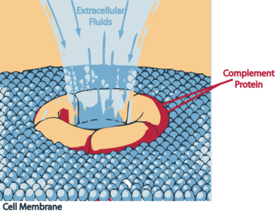 Mechanism of destruction by MAC on the bacteria, Borrelia burgdorferi