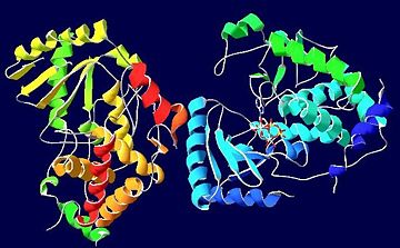 Figure 1. Secondary structure succession of TUT4 with bound ATP. Secondary structure residues are ordered from blue to red.