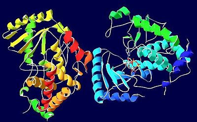 Secondary Structure Succession of ATP-bound TUTases