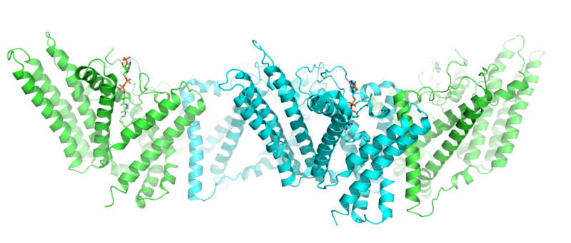Image:Tetramer3.png
