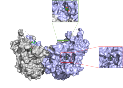 Figure 3: cytosolic tunnel (green) and hydrophobic tunnel (red)