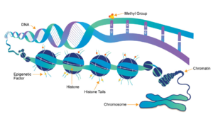 Figure 1: Epigenetic overview. Showing the methylation of histones and how this affects DNA packing.