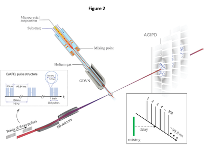 Figure 2. Experimental setup at the European XFEL. BlaC microcrystals are mixed with substrate and injected into the X-ray interaction region (dotted circle) after a delay determined by the distance between  the mixing region and the X-rays, the capillary width, and the flow rate. Diffusion of substrate into the crystals occurs during this time. The mixture is probed by trains of X-ray pulses. The trains repeat 10 times per second. Pulses within the trains repeat with 564 kHz, hence the pulses are spaced by 1.78 μs. 202 pulses were in each train for this experiment. The AGIPD collects the diffraction patterns and reads them out for further analysis. Inset, data collection: With a once selected injector geometry and flow  rate, the delay is fixed by the distance of the mixing region from the X-ray interaction region. All pulses in all trains (here pulse #3) probe the same time delay. The EuXFEL pulse structure is most efficiently used.