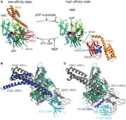 Conformational cycle of Hsp70s 