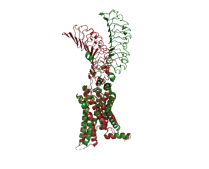 An overview of the Inactive (red) vs Active (green) state of TSHR. PDB: 7WX5