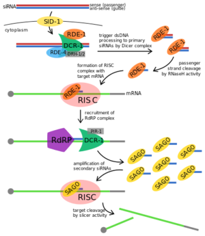 Proposed RNAi pathway for exogenous trigger dsRNA in C. elegans.
