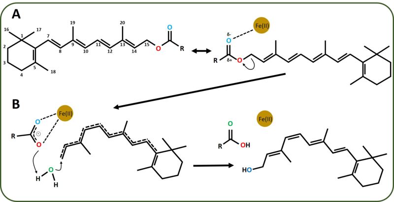 Image:RPE65 Figure6 Reaction mechanism.jpg