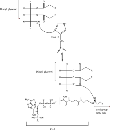 Figure 3. Mechanism for DGAT