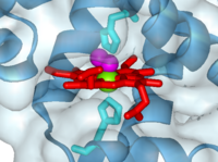 Myoglobin with oxygen bound to heme (1a6m)