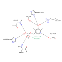 SHMT residue interactions with serine substrate