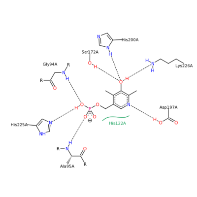 SHMT residue interactions with serine substrate