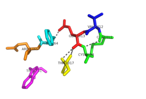 Figure 2:The two conserved sequence motifs: CVQC and WSGFRP have a network of hydrogen bonding that stabilizes the redox active site in NrdH. This hydrogen bonding network allows for specific interactions with substrates.