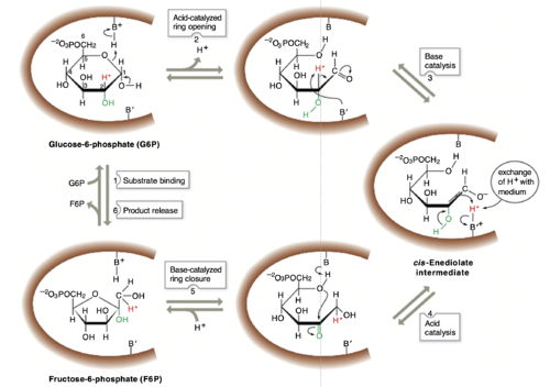 Figure 3. The reaction mechanism of phosphoglucose isomerase. The active site catalytic residues, BH+ and B′, are thought to be Lys and His, respectively.