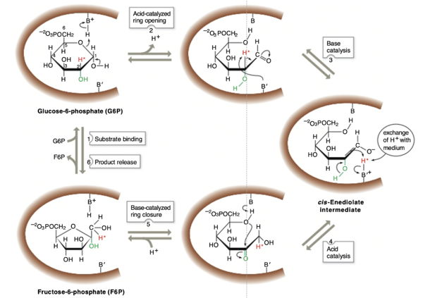 Figure 3. The reaction mechanism of phosphoglucose isomerase. The active site catalytic residues, BH+ and B′, are thought to be Lys and His, respectively.