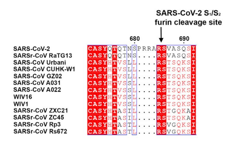 Image:Spike amino acids.jpg