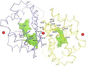 Figure 3. Shape of the cavities (in green) directly governed by the conformation of Leu129 and Asp130 residues. The Asp130 side chain (underlined) does not interact with Ca2+ and projects into the cavity in the A subunit (in yellow), while the Asp130 side chain (B subunit) binds to Ca2+. The two external Ca2+ ions are also indicated.