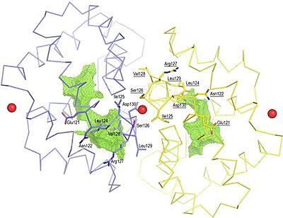 Figure 3. Shape of the cavities (in green) directly governed by the conformation of Leu129 and Asp130 residues. The Asp130 side chain (underlined) does not interact with Ca2+ and projects into the cavity in the A subunit (in yellow), while the Asp130 side chain (B subunit) binds to Ca2+. The two external Ca2+ ions are also indicated.