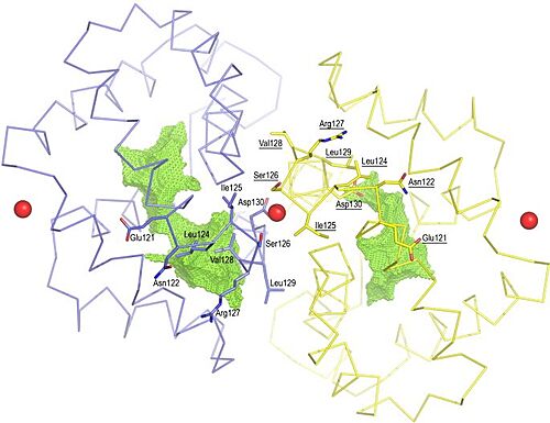 Figure 3. Shape of the cavities (in green) directly governed by the conformation of Leu129 and Asp130 residues. The Asp130 side chain (underlined) does not interact with Ca2+ and projects into the cavity in the A subunit (in yellow), while the Asp130 side chain (B subunit) binds to Ca2+. The two external Ca2+ ions are also indicated.