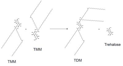 General reaction catalyzed by Antigen 85C